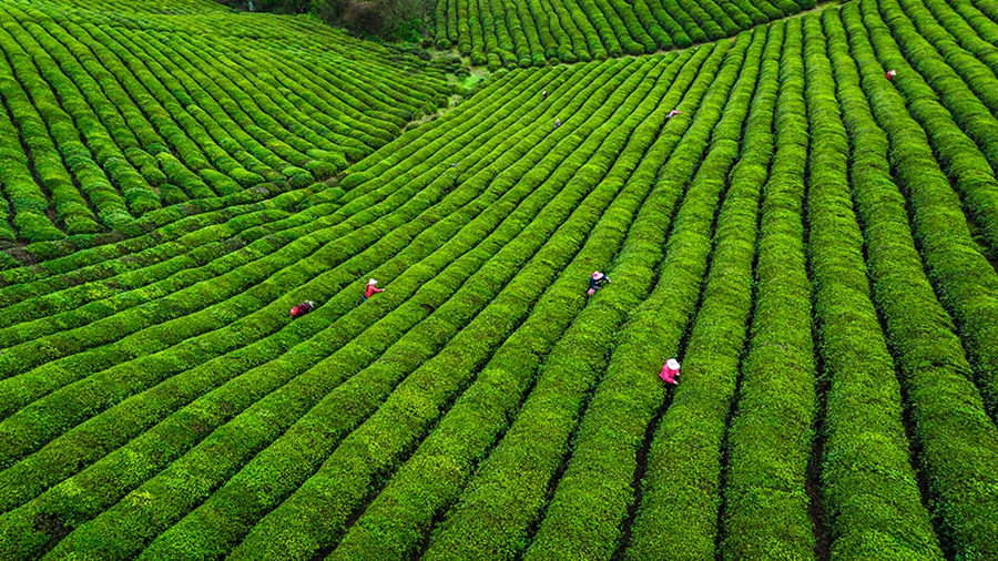 茶山已醒，满目青绿。傅志伟摄