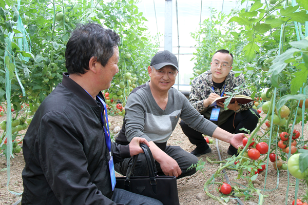 農技專家現場指導番茄種養技術。灌南宣傳部供圖