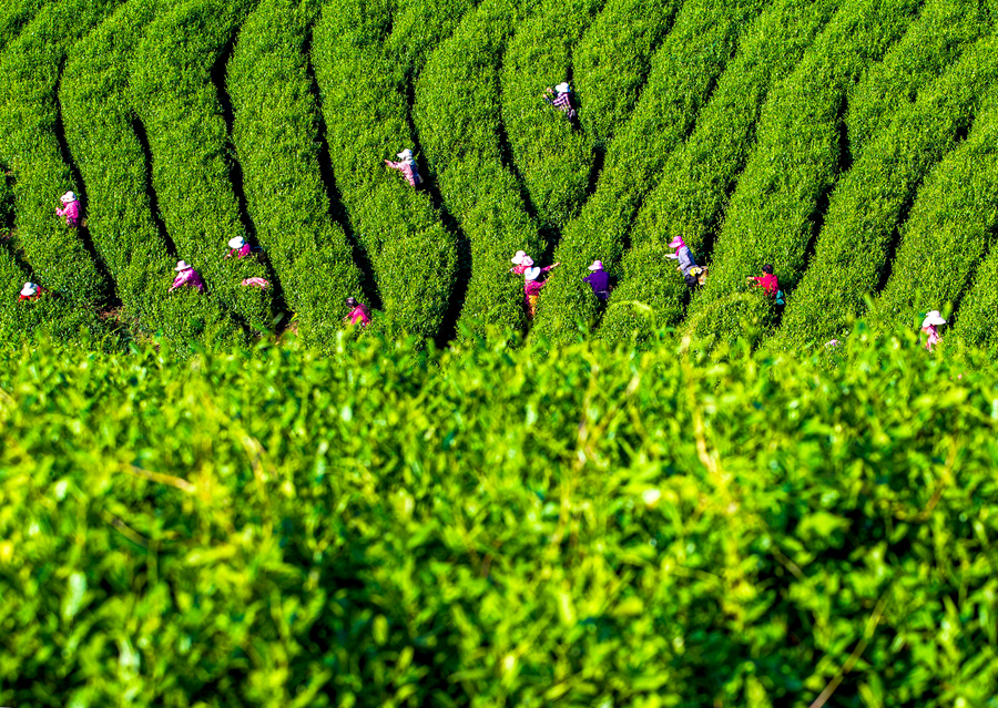 茶农在茶园里采摘春茶。茅溦摄