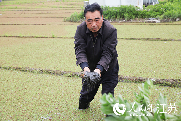 蔣巷村村民展示有機水稻田的泥碳狀黏稠黑土。人民網記者 楊文全攝