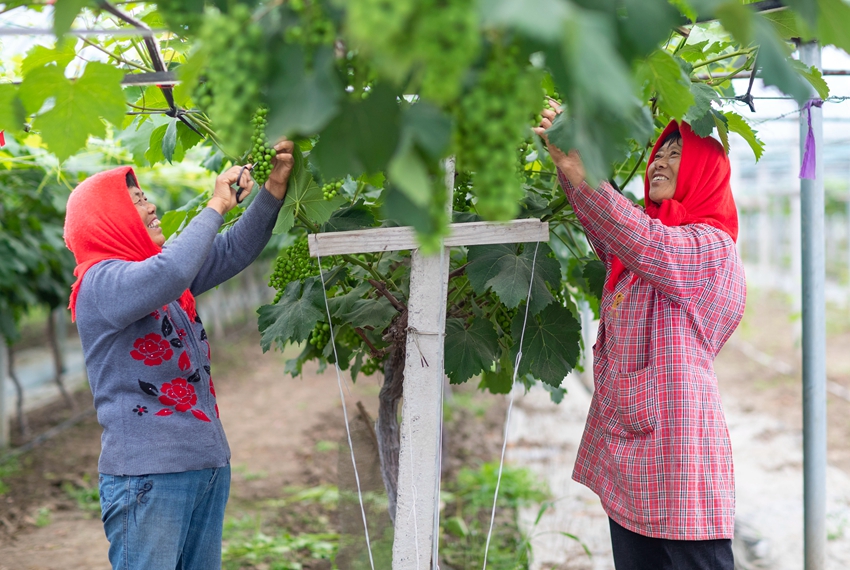 农民在葡萄种植基地疏果。周社根摄