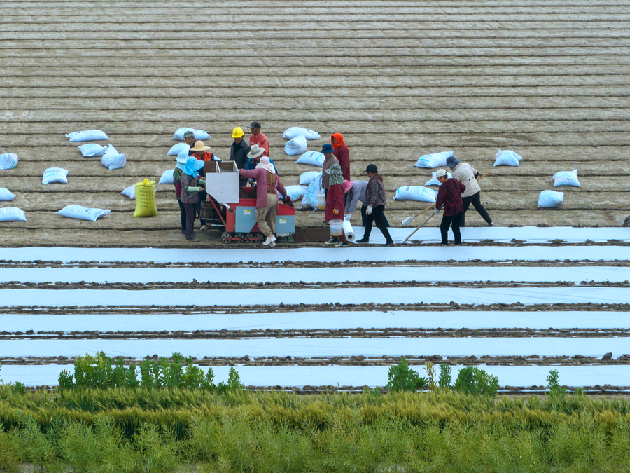 農民在田裡育水稻秧苗。周社根攝