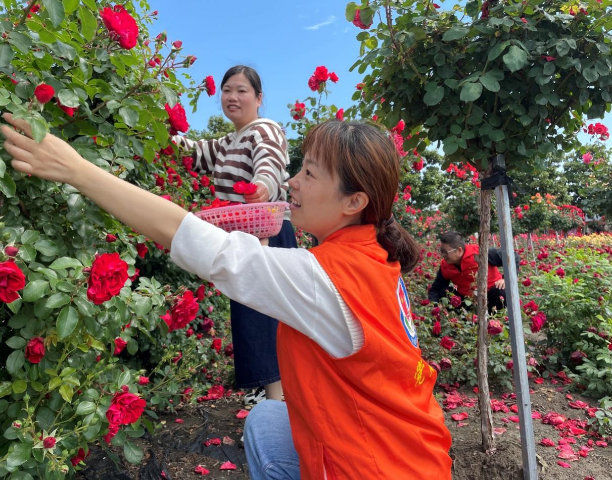 “同心圓”黨員志願者幫村民採摘玫瑰。寶應煙草供圖
