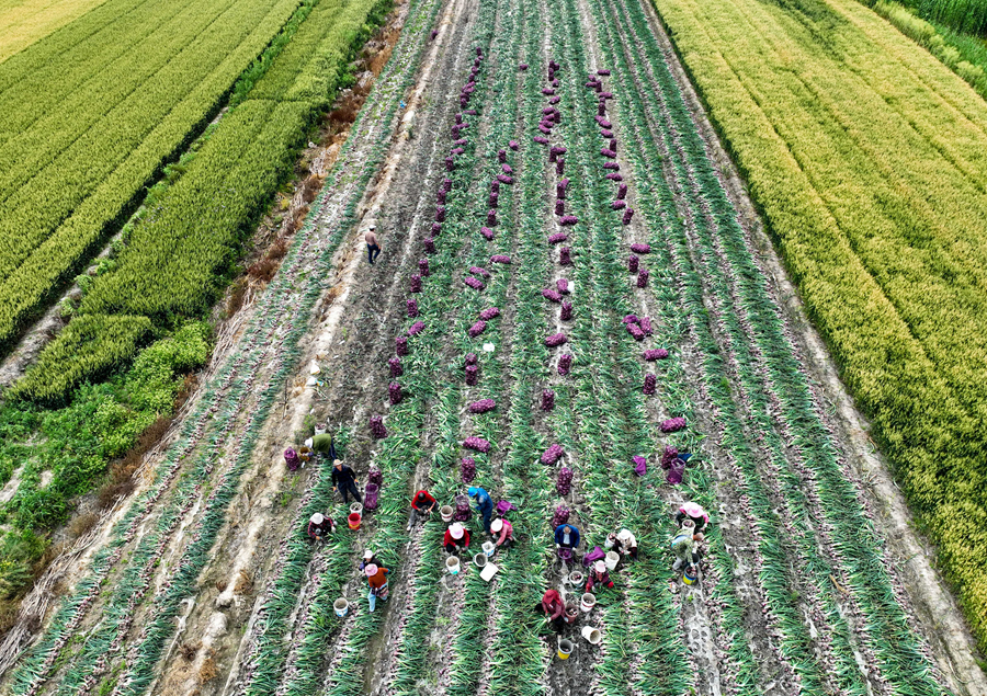 在江苏省兴化市联镇村洋葱种植基地，村民在收获红皮洋葱。史道智摄