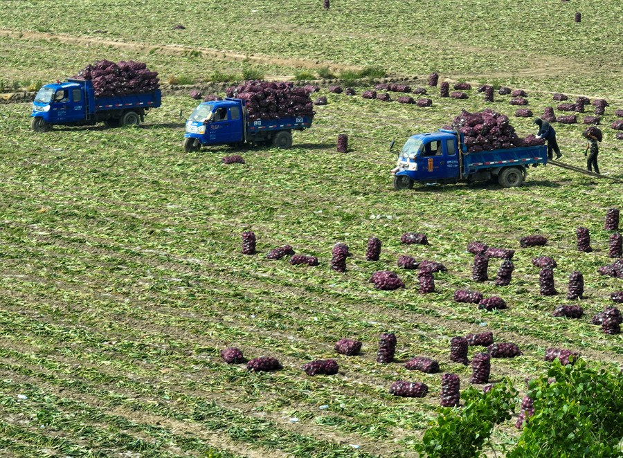 在江苏省兴化市联镇村洋葱种植基地，村民在收获红皮洋葱。周社根摄