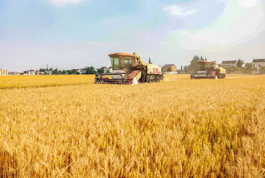 一三家庭農場裡小麥正在收割。盛義攝