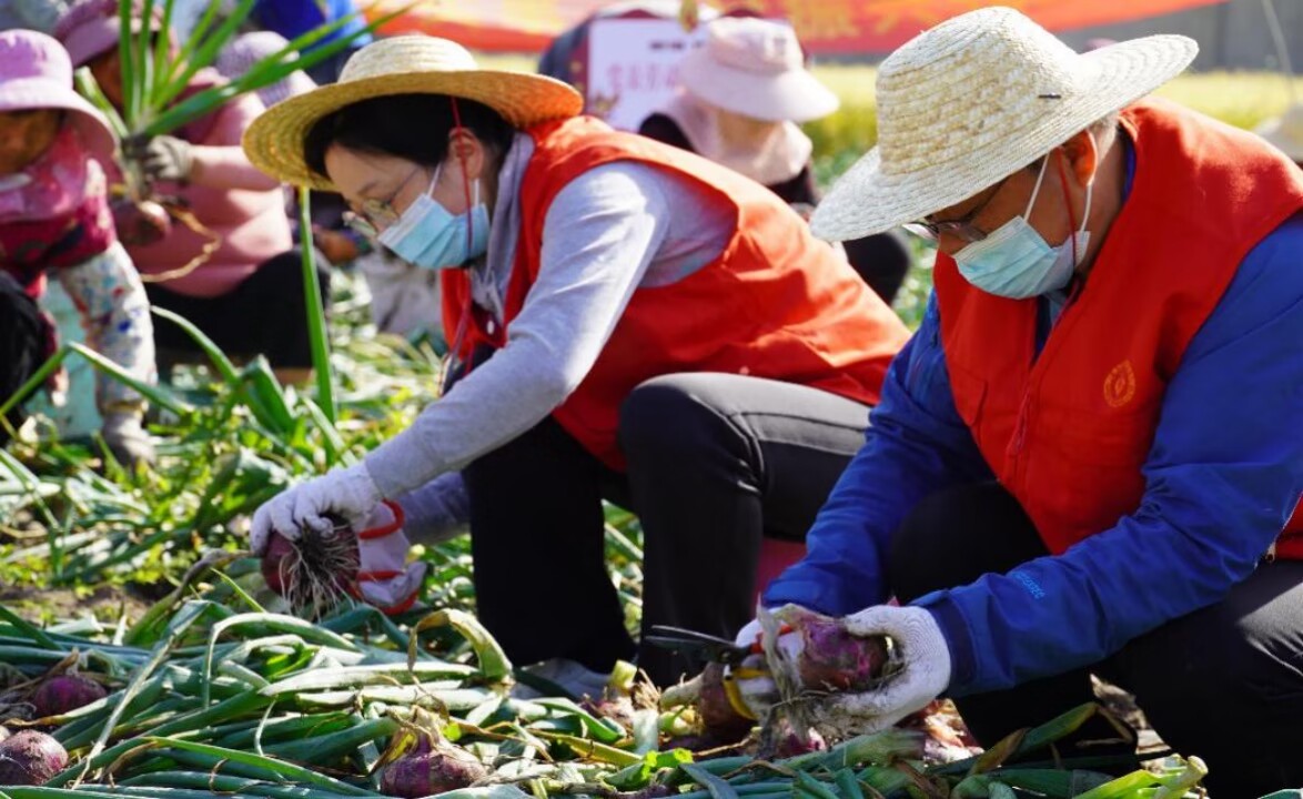 黨員志願者協助村民採收洋蔥。大豐煙草供圖