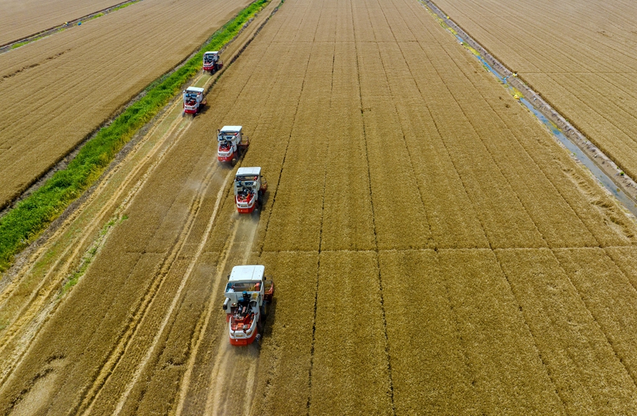 白马湖农场里小麦开镰收割。纪星名摄