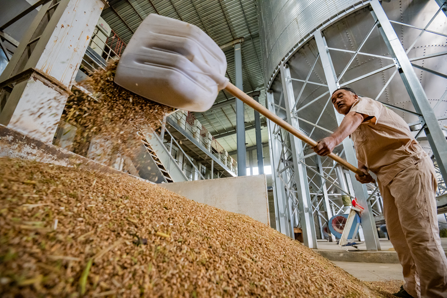 收割后的小麦，被陆续运送到农场生产加工基地。刘列摄