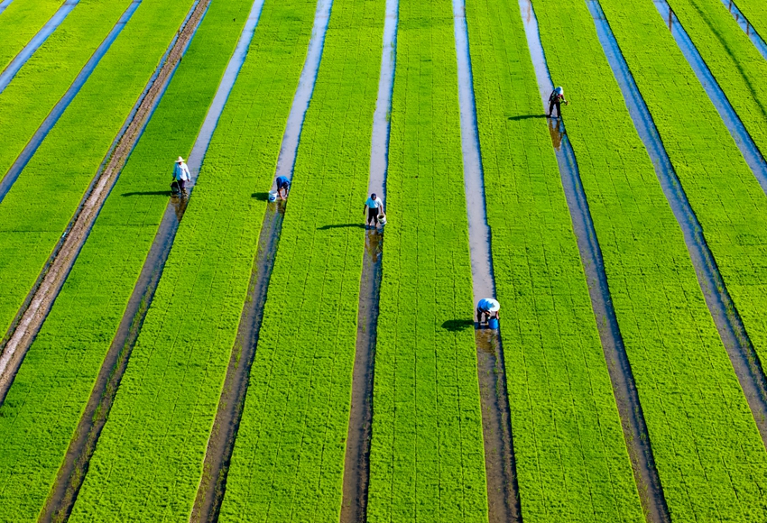 車橋鎮高標准農田裡農戶正在進行水稻秧苗管護。紀星名攝