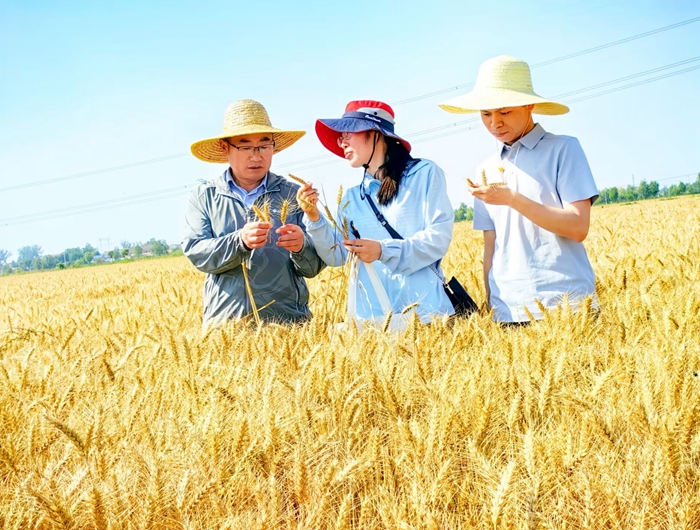 農業農村部小麥專家指導組成員在凌城示范點測產現場。顧士剛攝
