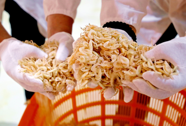 工人在检测毛虾质量。灌云县委宣传部供图
