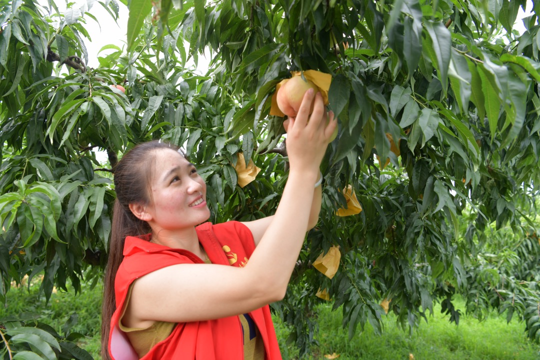 志願者幫忙採摘水蜜桃。泗洪煙草供圖