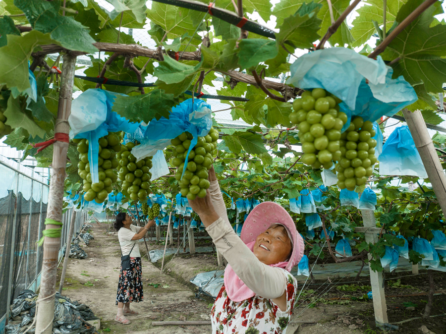 村民在基地內採摘葡萄。周社根攝
