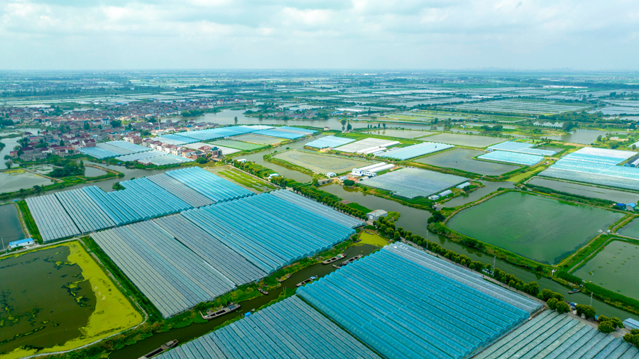 林湖鄉葡萄種植基地。周社根攝