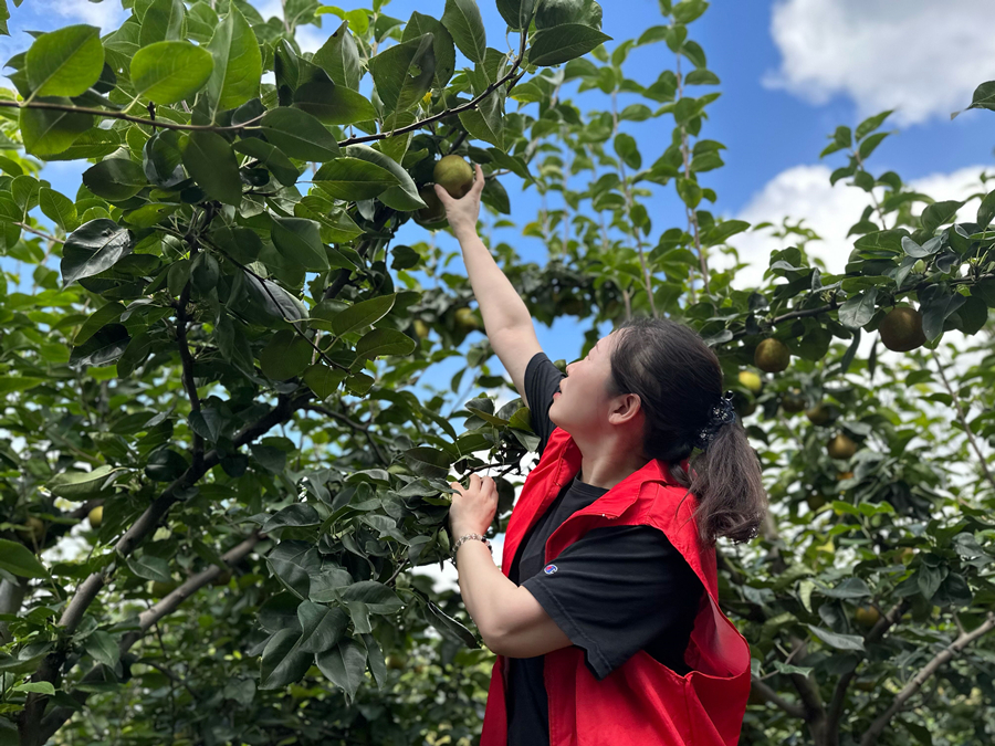 志願者幫助農戶採摘。姜堰煙草供圖