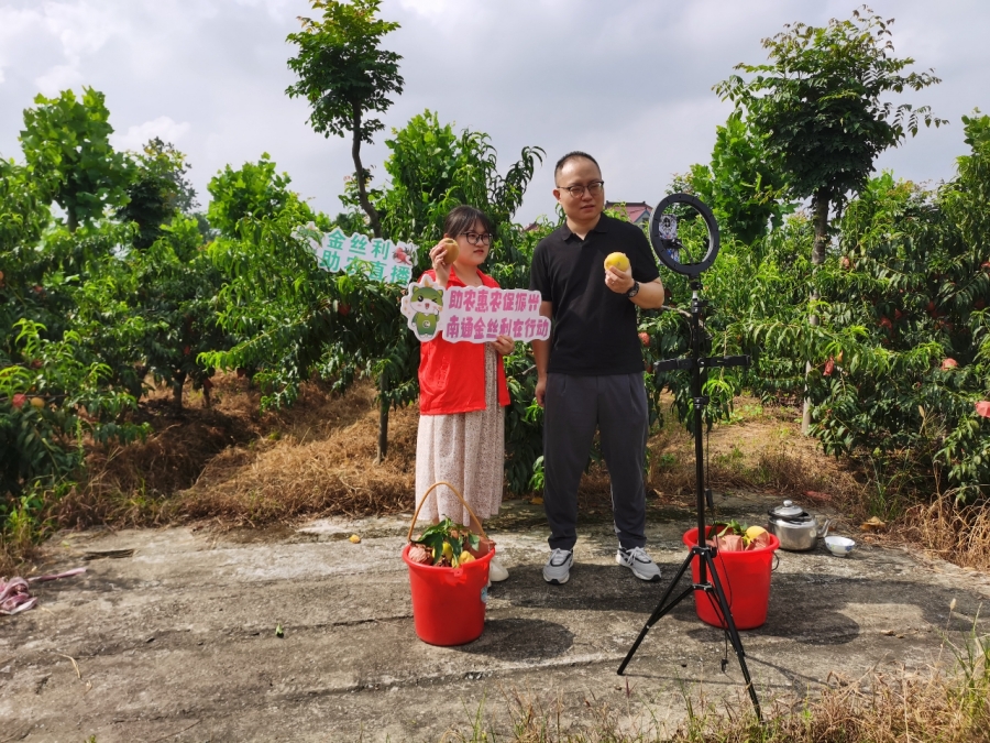 志願者在果園直播售賣黃桃。陸建輝攝