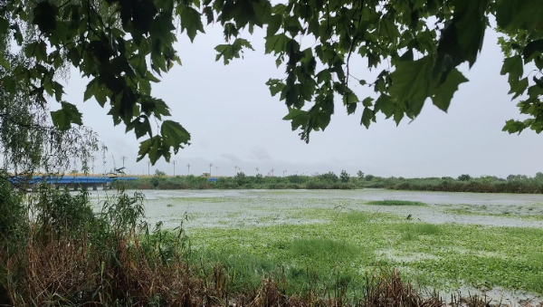 江苏兴化一公园暂停水草打捞 为“水凤凰”繁殖地“让路”
