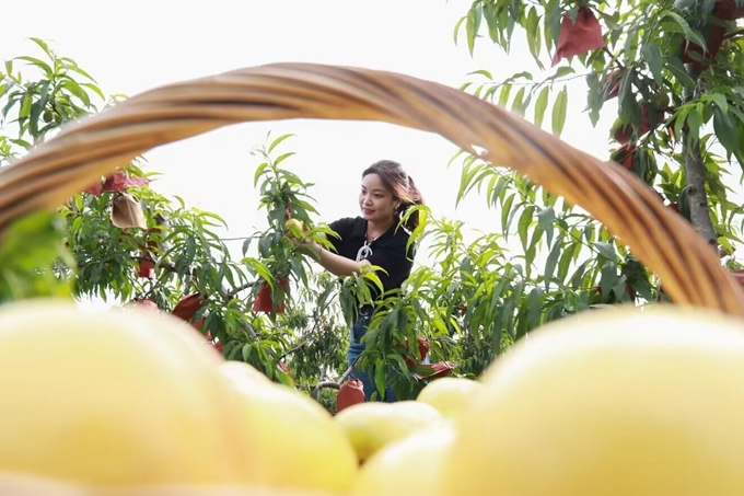 游客在“百草园”特色产业园采摘黄桃。盱眙县委宣传部供图
