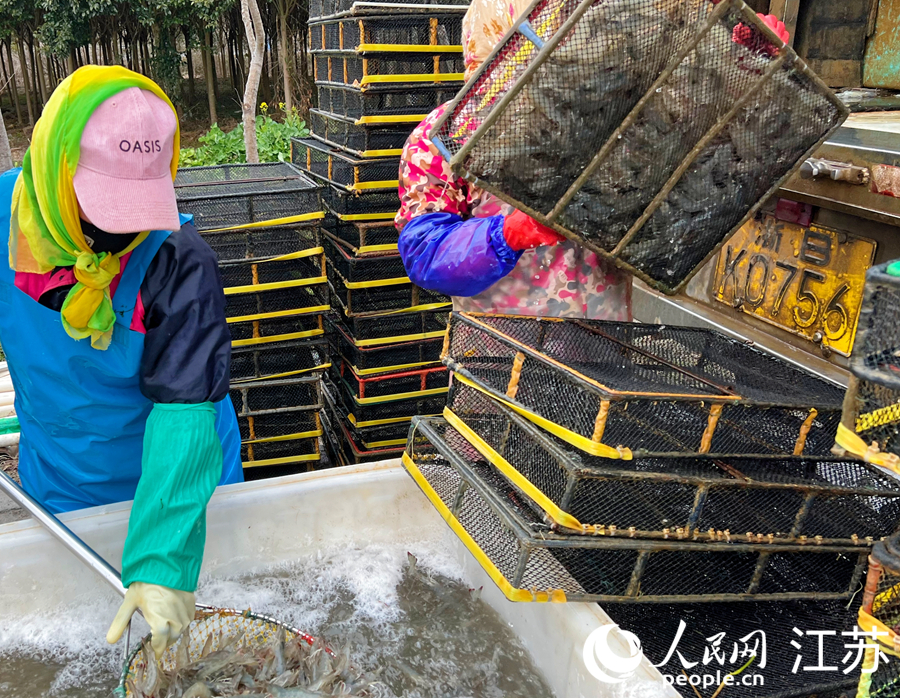 养殖户正在装运待售的成品虾。人民网记者 王继亮摄
