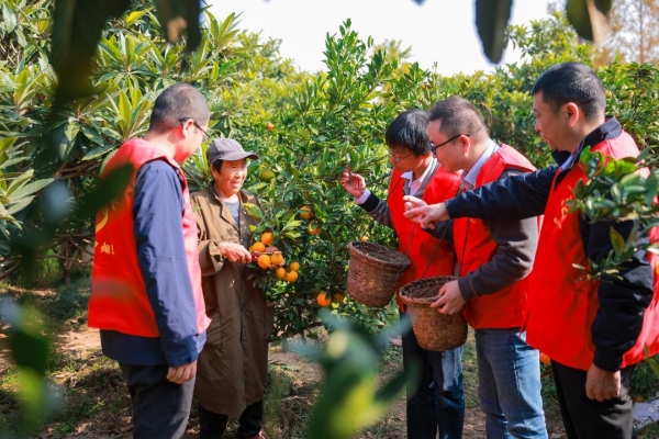 志愿者帮助村民采摘橘子。廖敬业摄