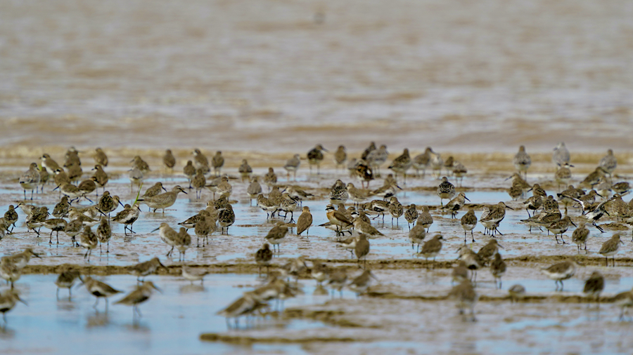 东台条子泥湿地是名副其实的候鸟天堂。李东明摄