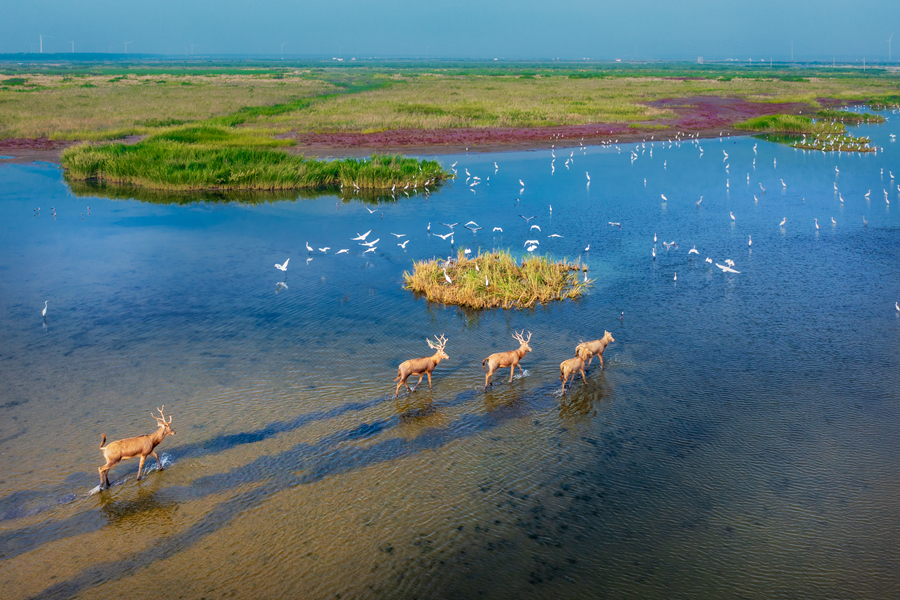 江蘇鹽城：濱海濕地盡現生物多樣性之美