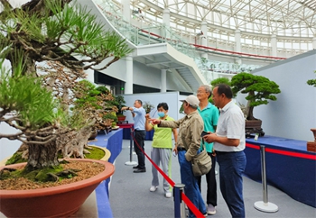 國際盆景大會年度主展覽在江蘇沭陽舉辦