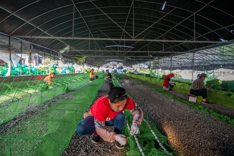 戴家村渔网编织生产基地内村民在手工编织渔网。周社根摄