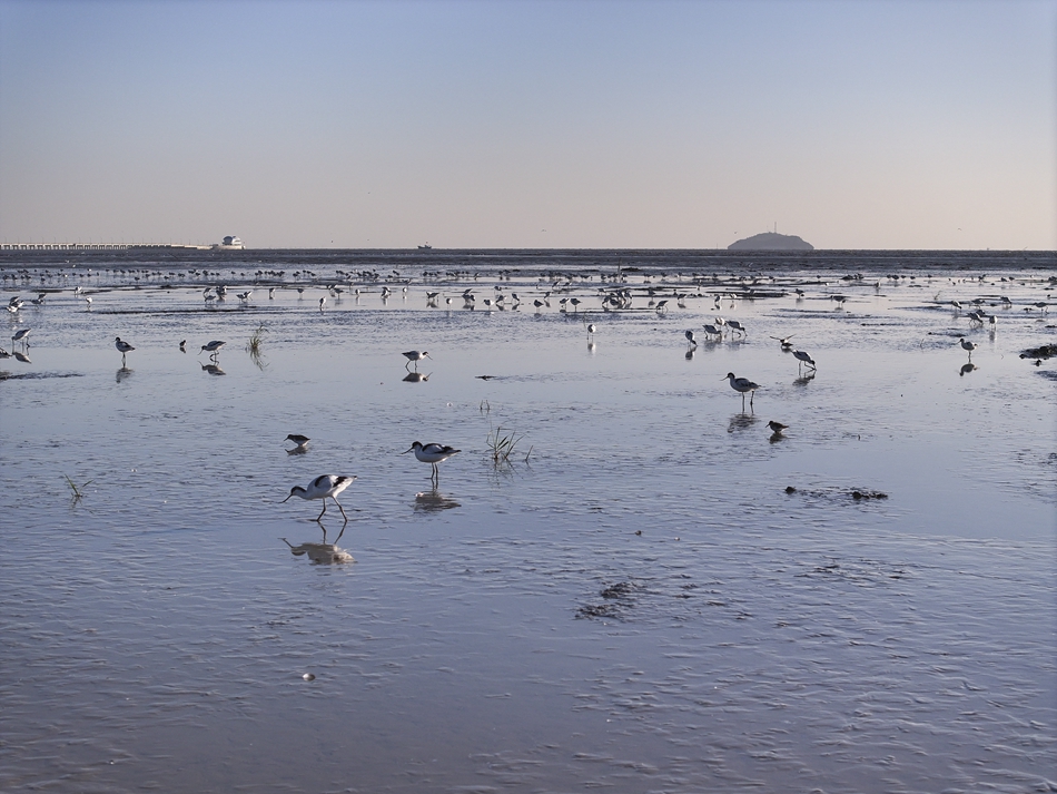 江蘇連雲港海州灣沿海濕地迎來大批反嘴鷸。司偉攝