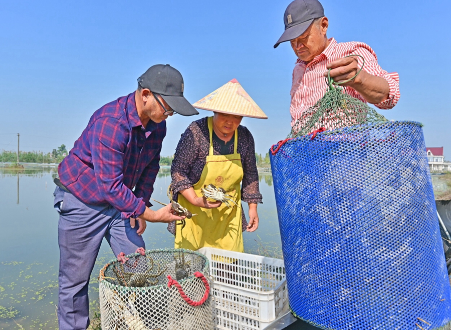 蟹農根據客戶要求挑選大閘蟹。丁傳彬攝