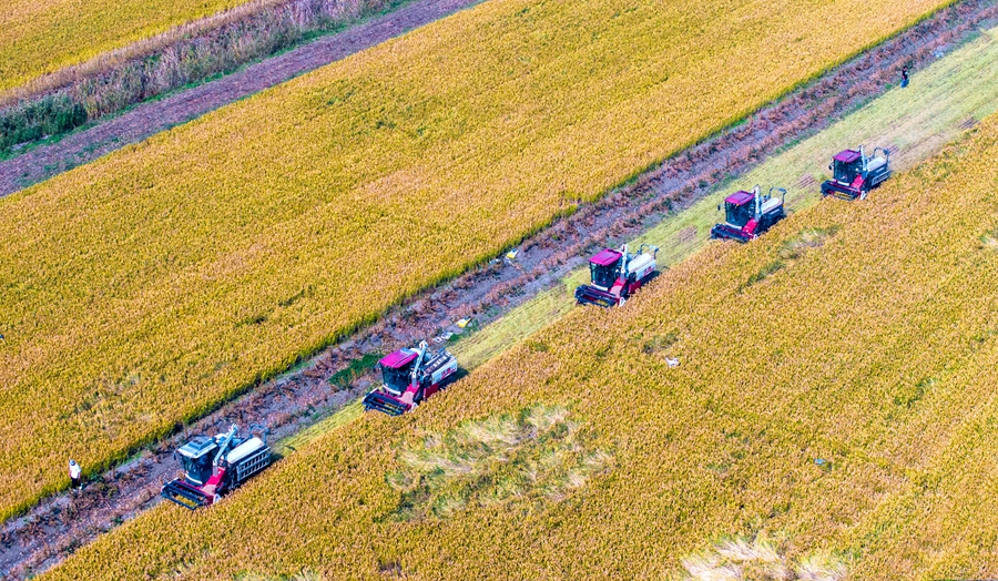 白马湖农场近5万亩秋熟水稻开镰收割。纪星名摄