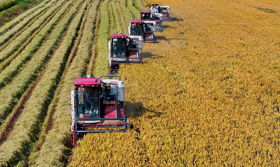 白馬湖農場近5萬畝秋熟水稻開鐮收割。紀星名攝