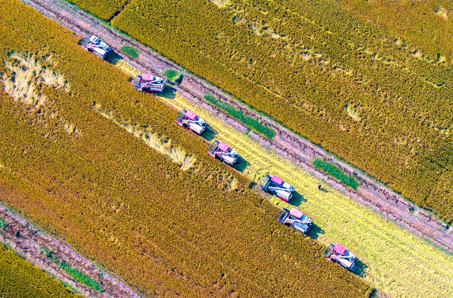 白马湖农场近5万亩秋熟水稻开镰收割。纪星名摄