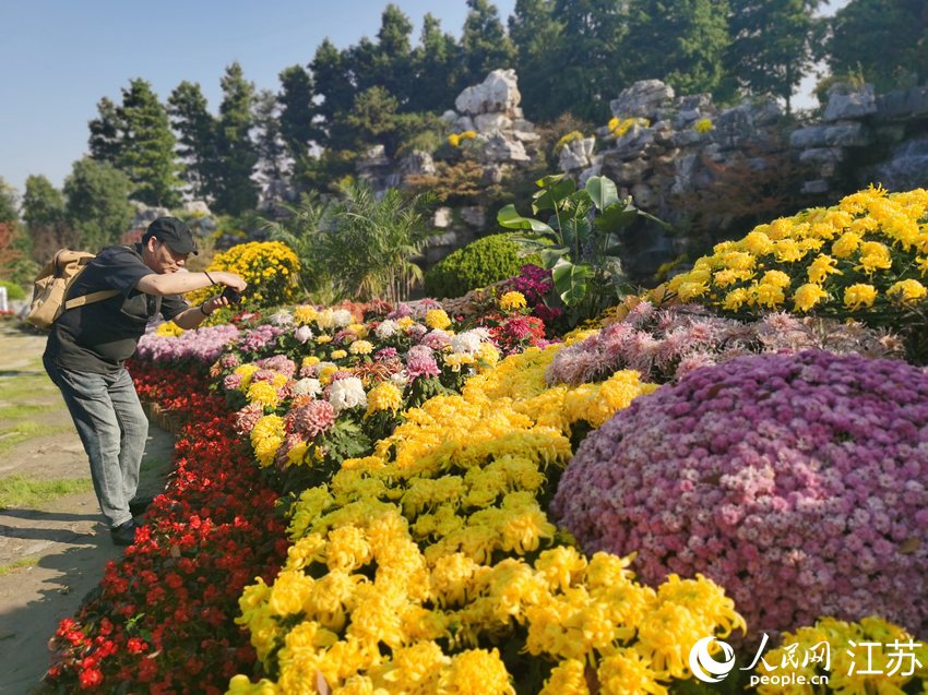 摄影爱好者正在拍摄菊花。人民网记者 王继亮摄