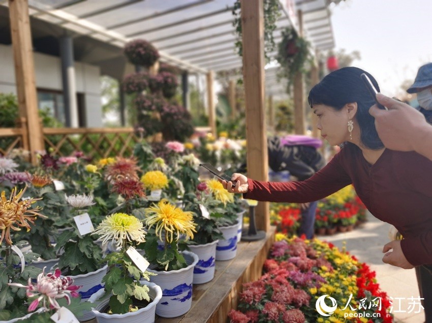 市民正在拍摄菊花。人民网记者 王继亮摄