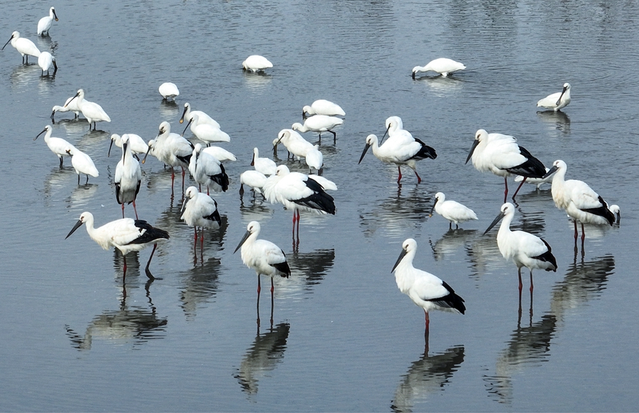 里下河国家湿地公园内，东方白鹳等候鸟在浅滩栖息、觅食。周社根摄