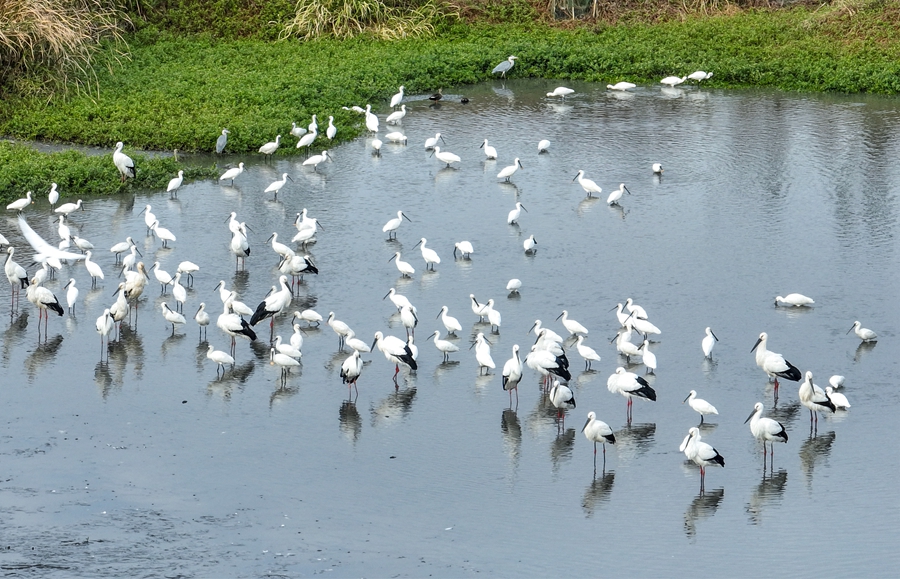 东方白鹳栖息在河漫滩和湿地中。周社根摄