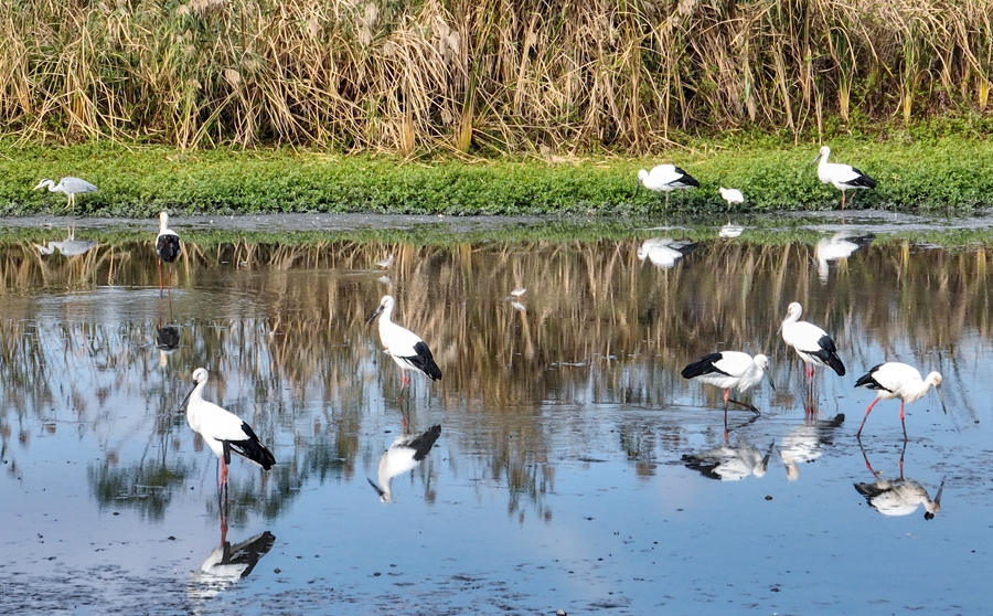 里下河国家湿地公园内，东方白鹳等候鸟在浅滩栖息、觅食。周社根摄