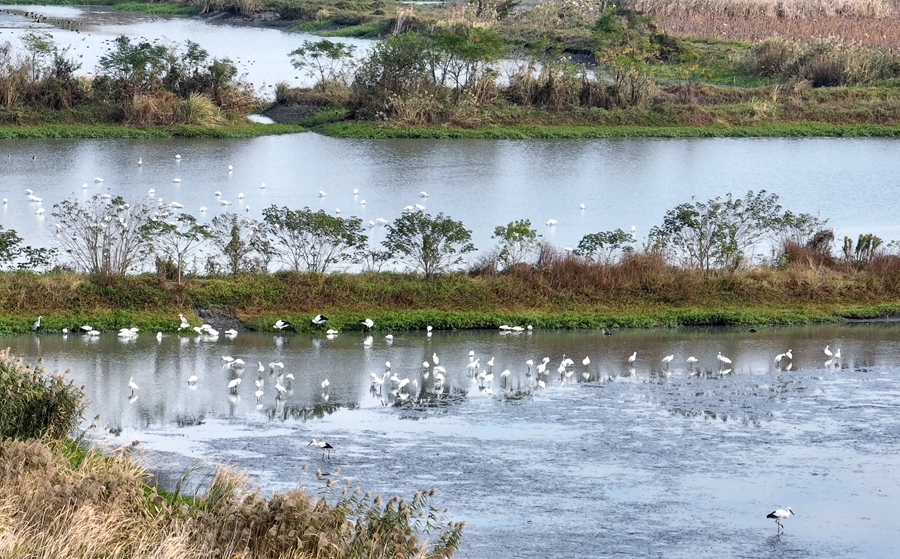 大量越冬候鸟迁徙至里下河湿地。周社根摄