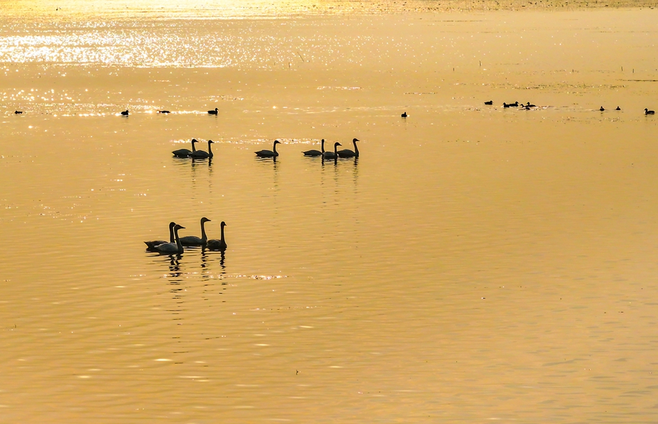 波光粼粼的湖面上，天鵝悠然休憩。孔誠誠攝