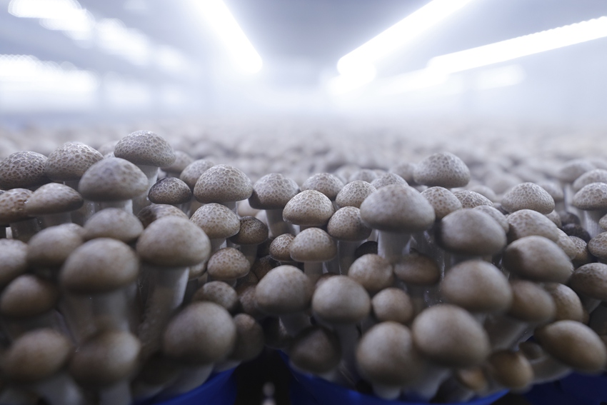 江苏泗阳：小菌菇大产业