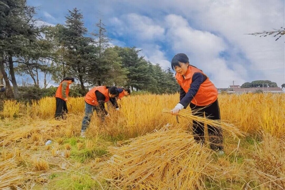 青年志愿者们与村民一起收割稻谷。吴钇彤摄