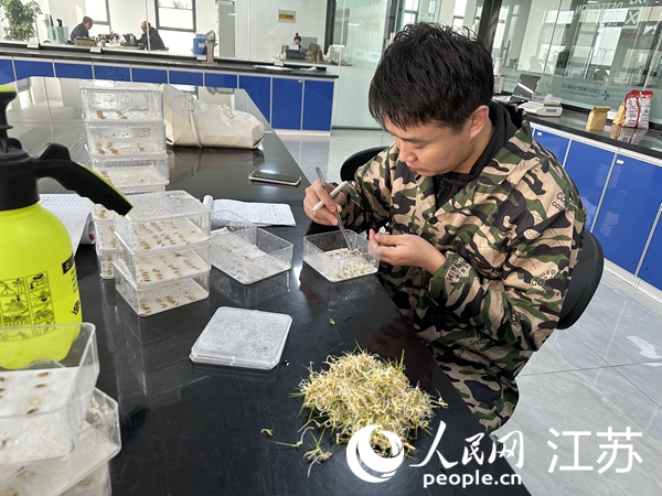 中江種業工作人員正在檢測種子發芽率。人民網 周夢嬌攝