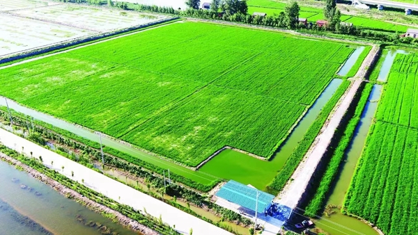 羅橋鎮萬畝有機稻生態循環基地。阜寧縣委宣傳部供圖