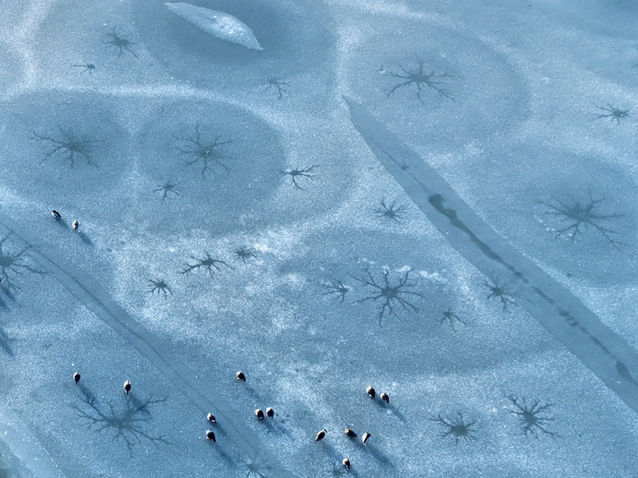 冰封的水面呈现“潮汐树”景象。史道智摄