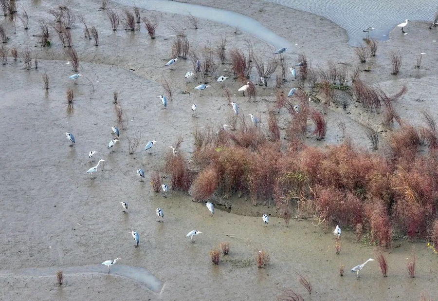 候鳥在江畔濕地駐足、覓食。許叢軍攝