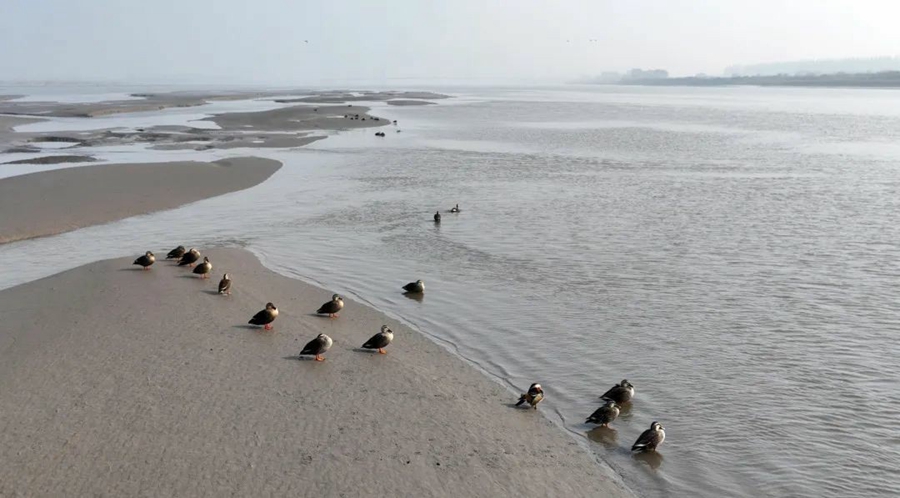 候鳥在江畔濕地駐足、覓食。江建華攝