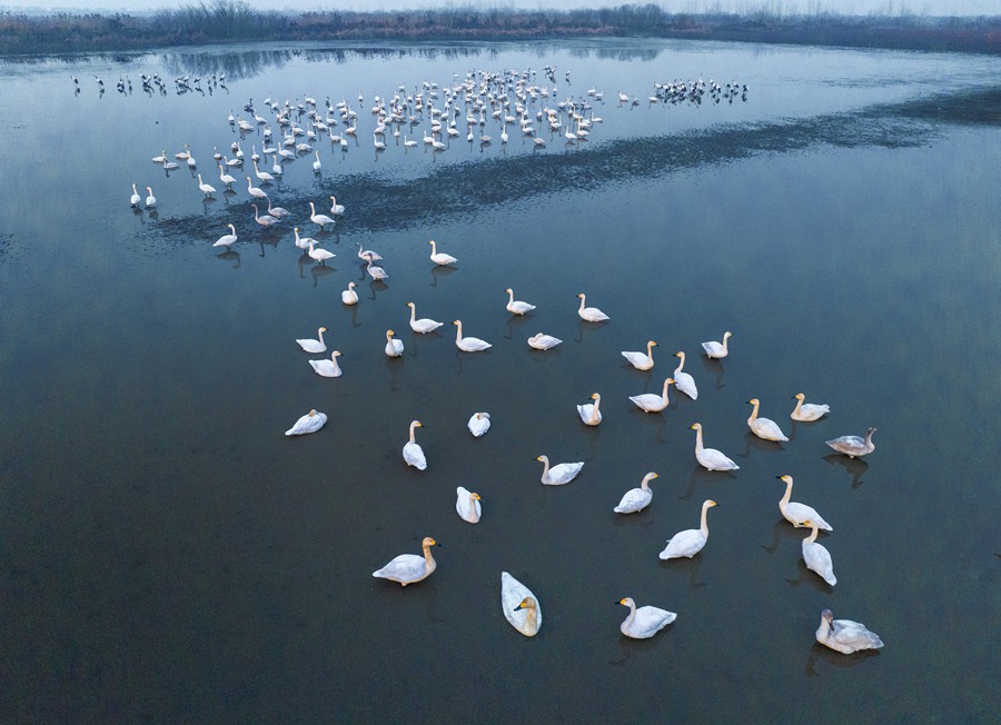 江苏兴化：湿地生态好 候鸟来越冬