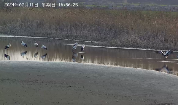 监控视频中，东方白鹳在湿地上休憩、觅食。